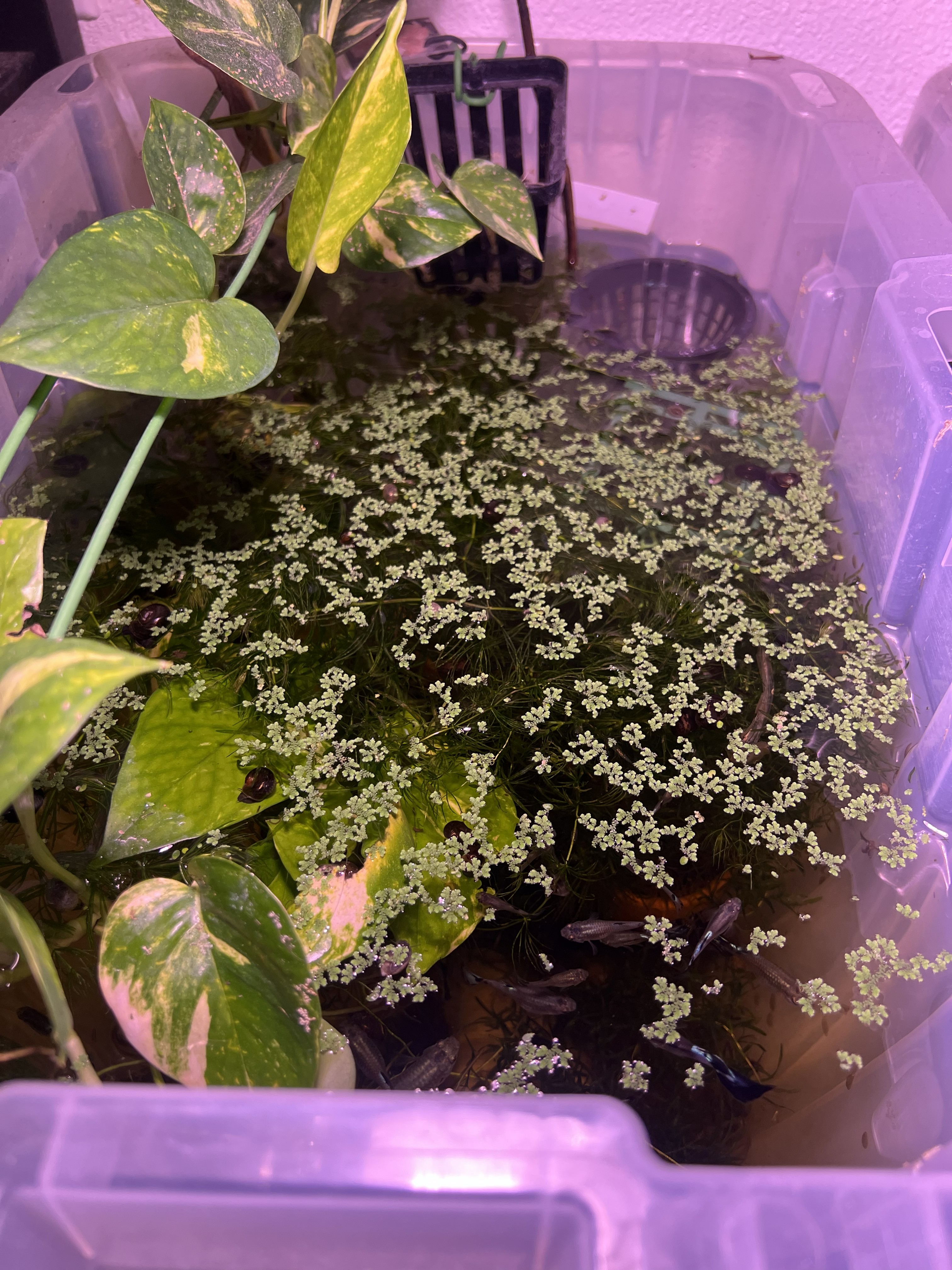 Blue ivory guppies homebred Hawaii