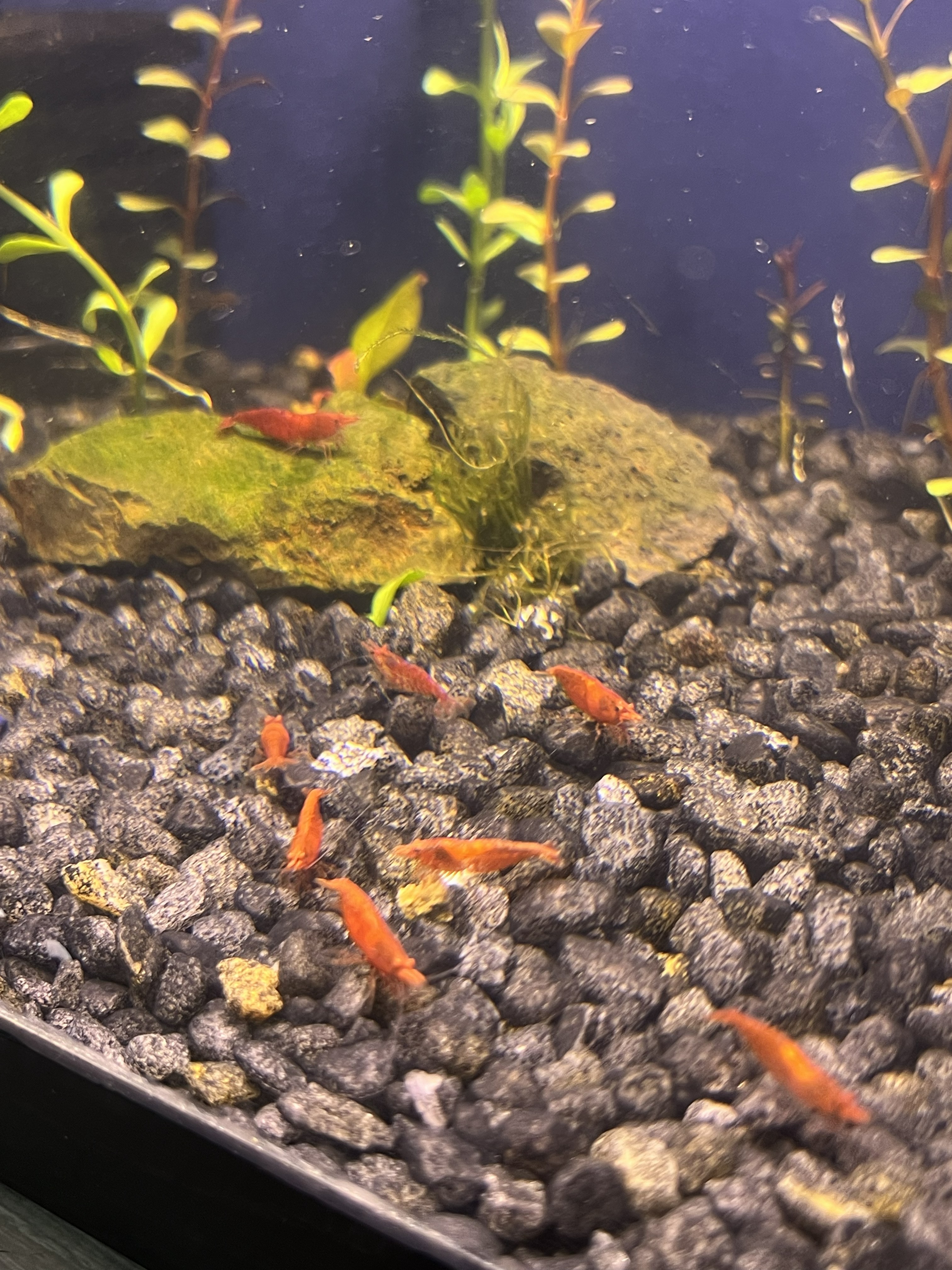Cherry shrimp breeder close up Hawaii