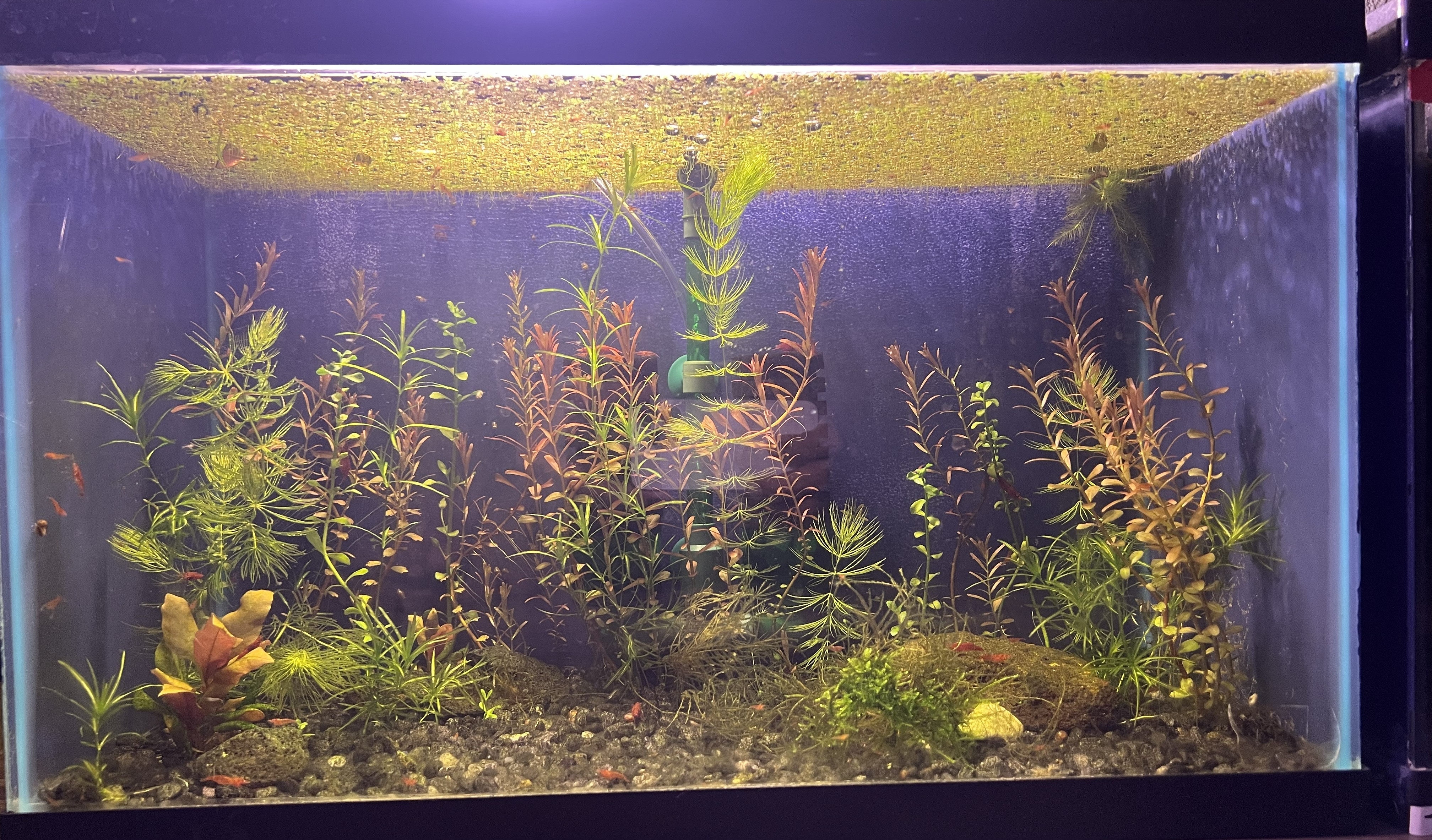 Cherry shrimp breeder colony Oahu Hawaii