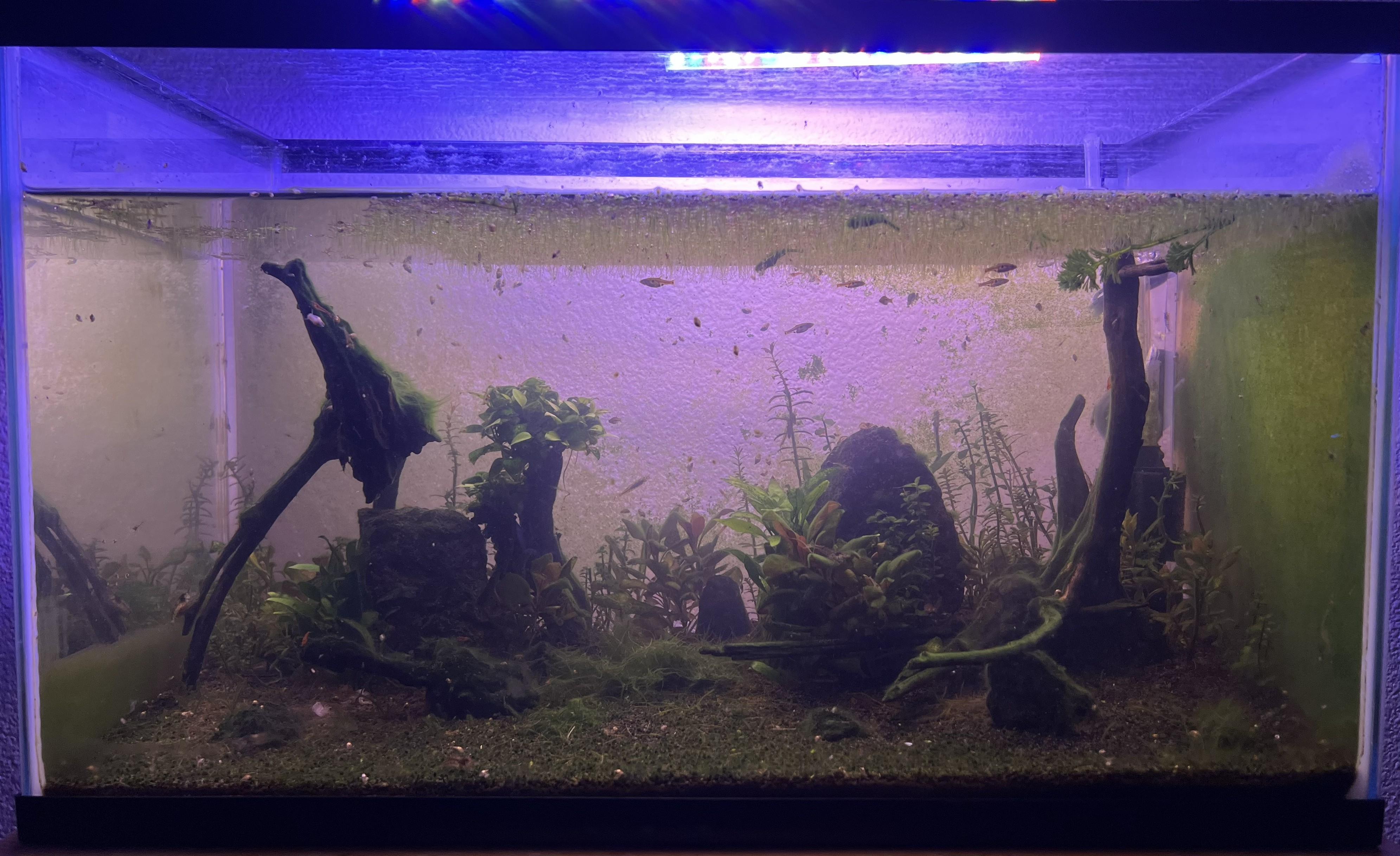 Display nano tank planted Hawaii