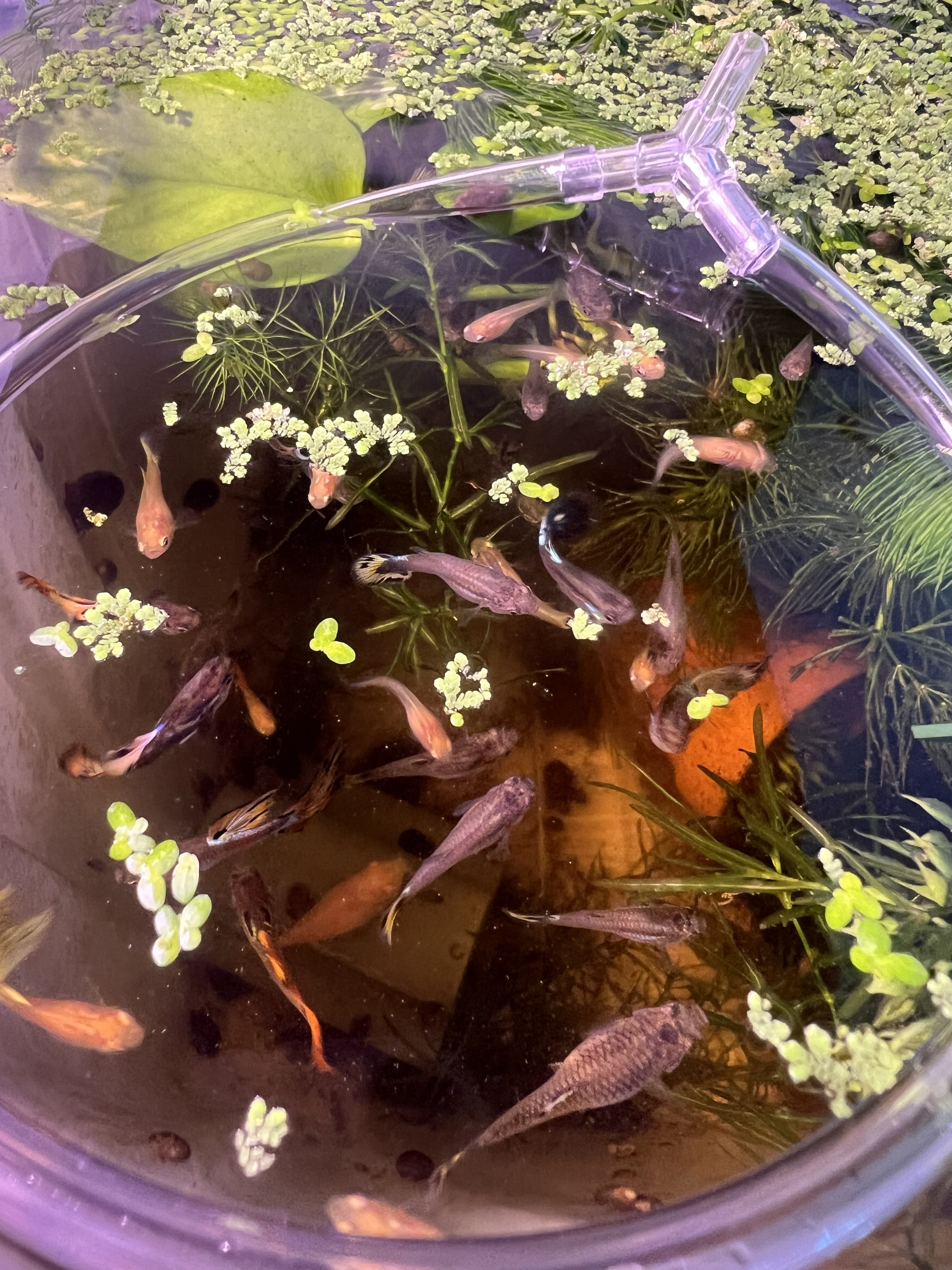 Assorted Guppies