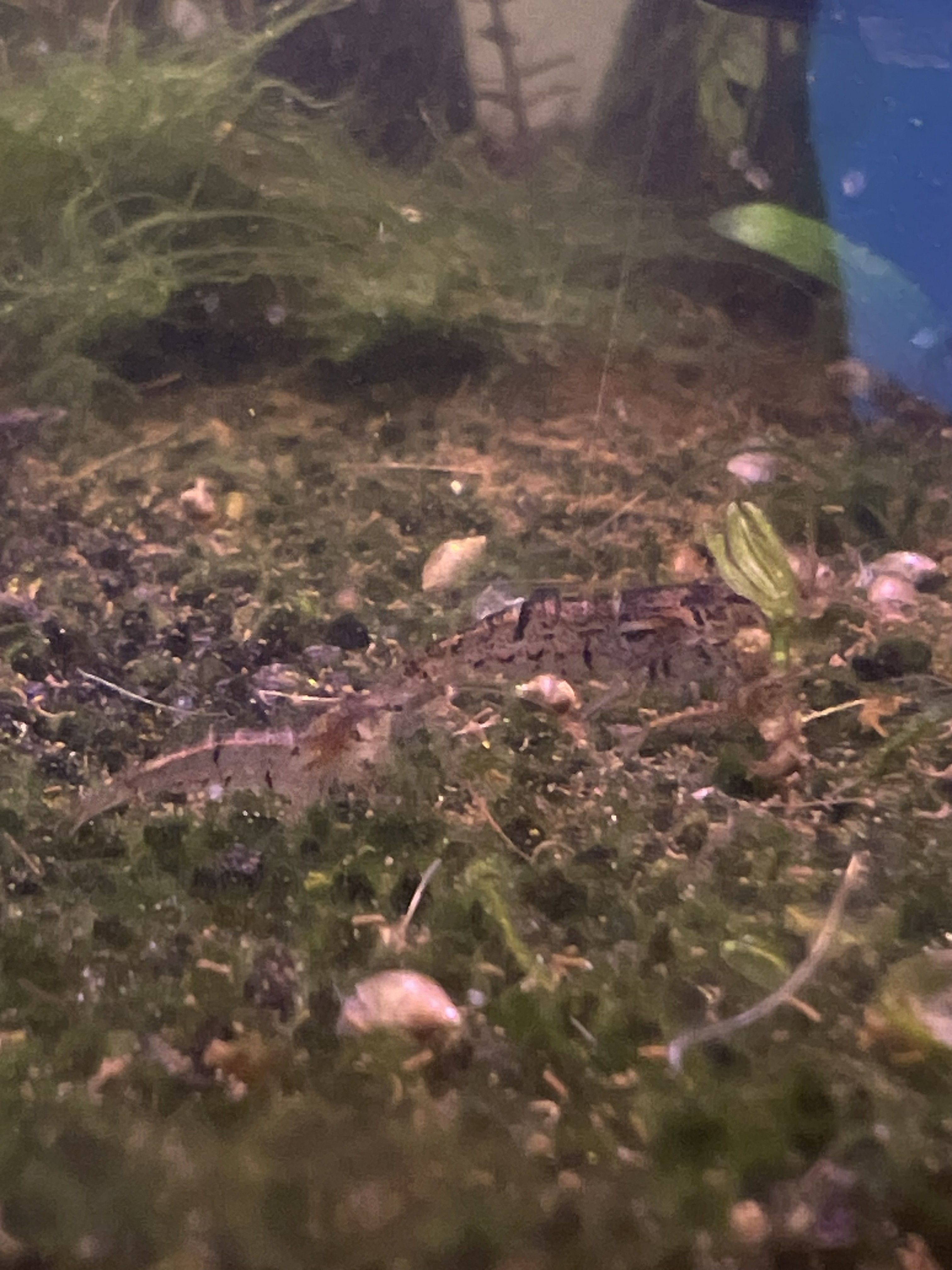 Wild Type Neocaridina