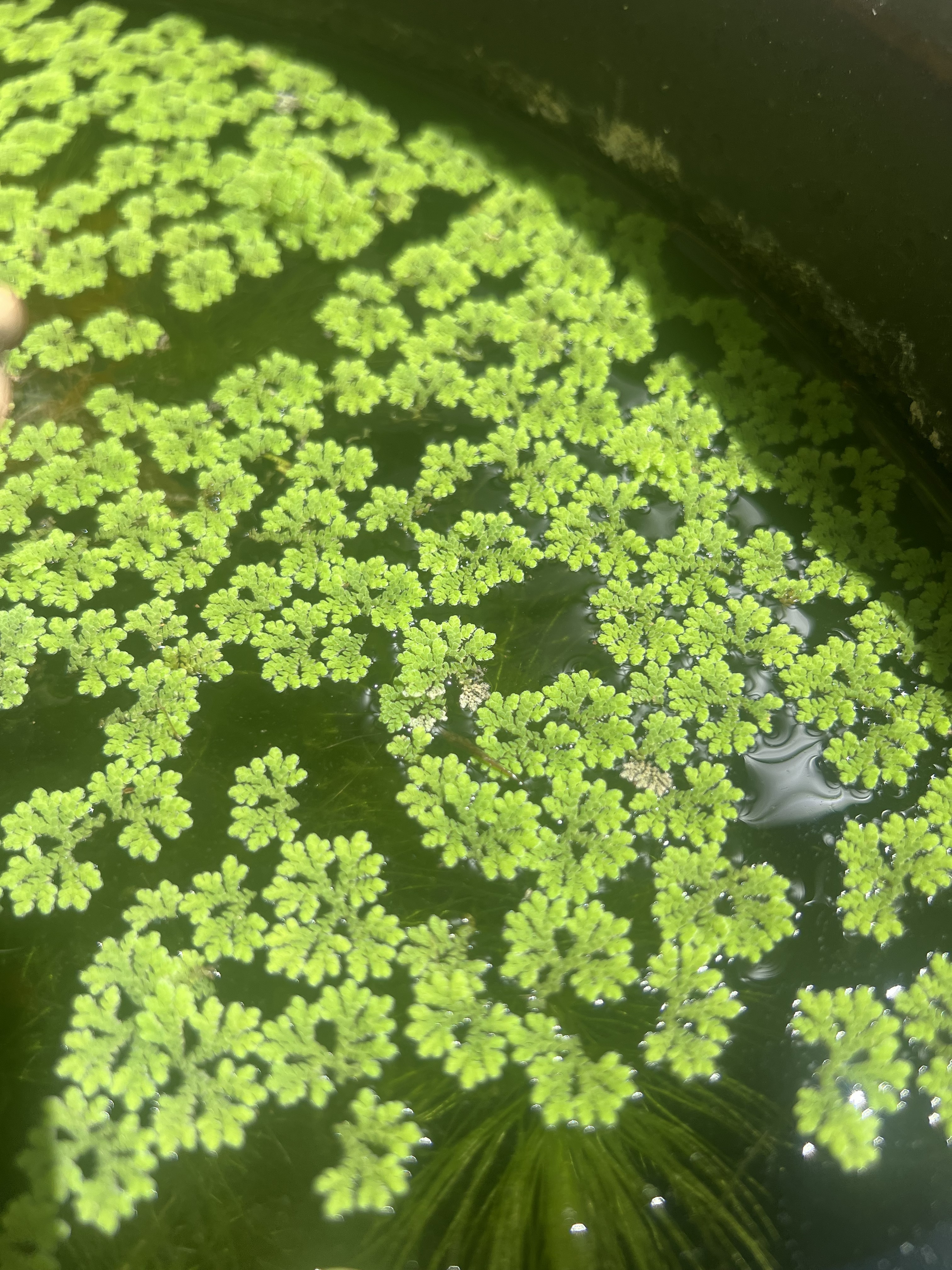 Azolla