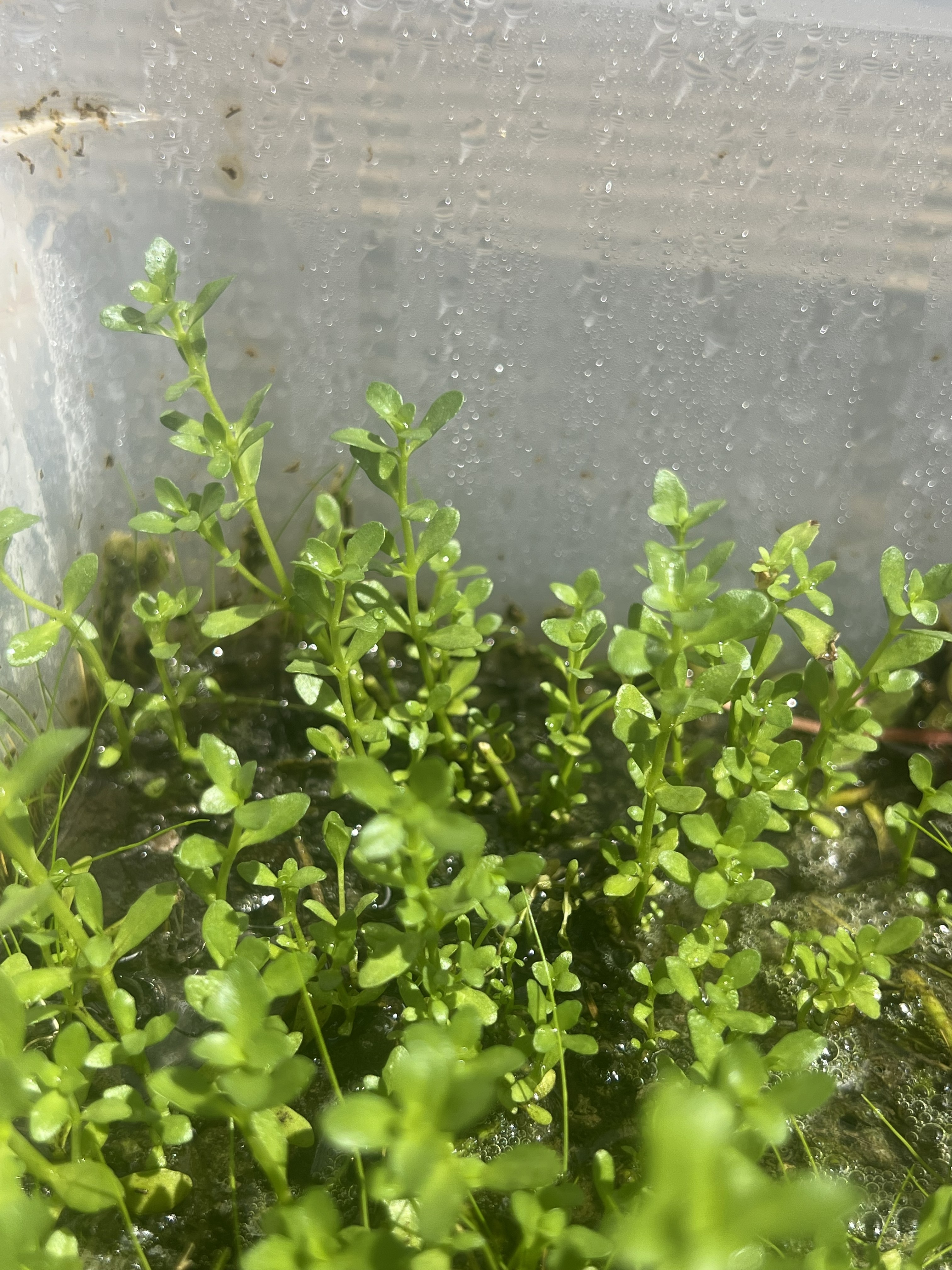 Bacopa Monnieri