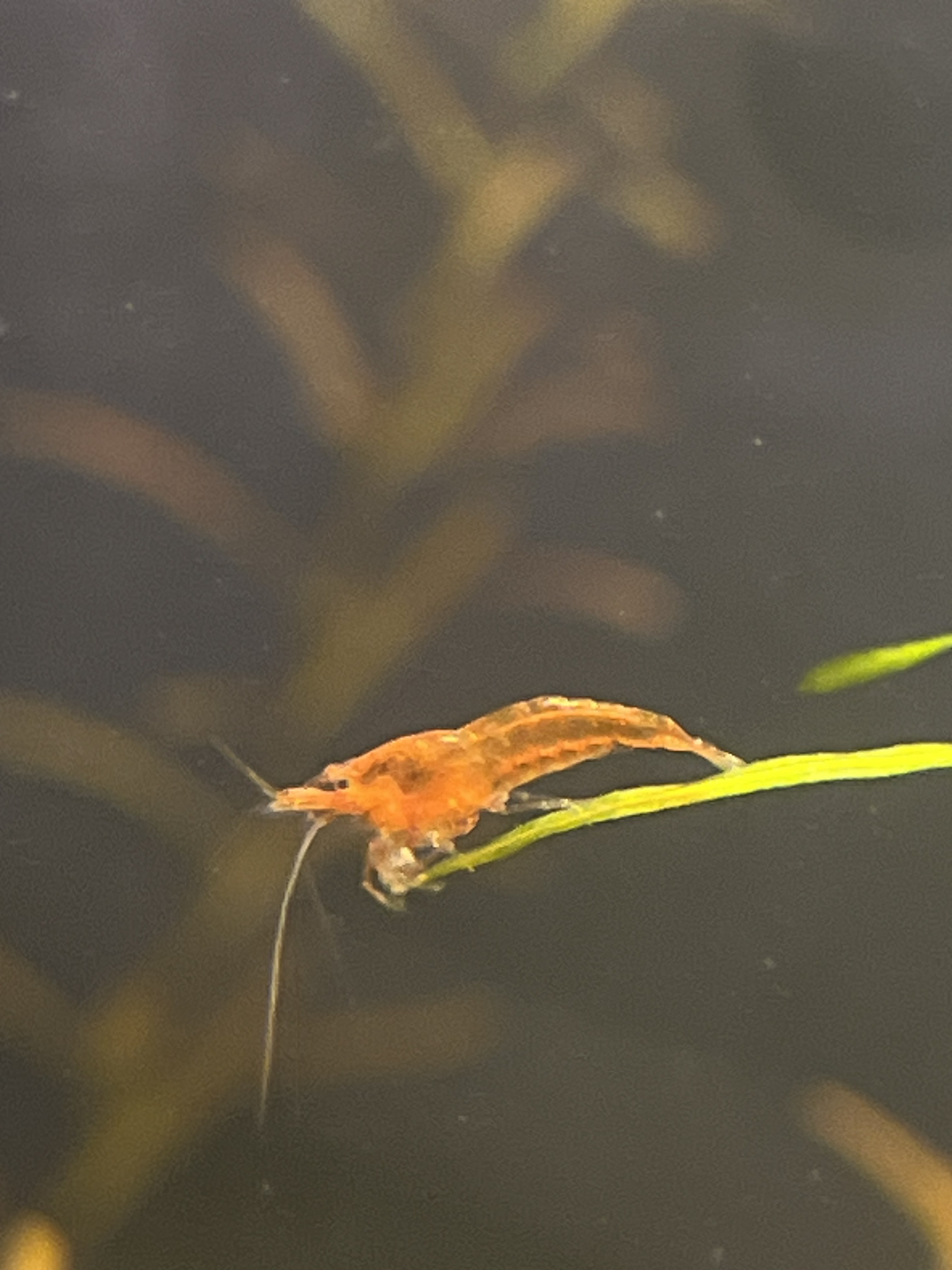 Basic Cherry Shrimp