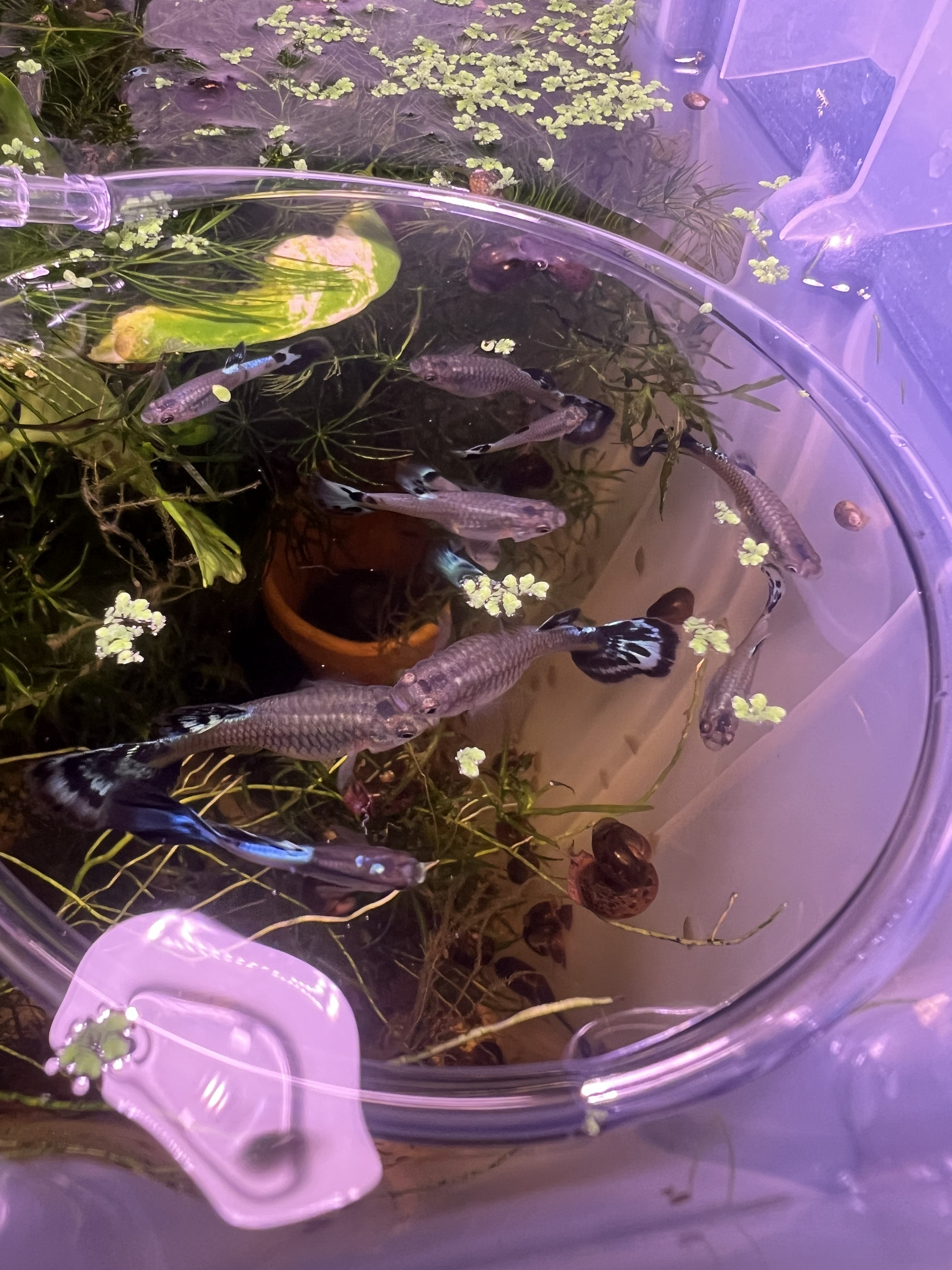 Blue Ivory Guppies