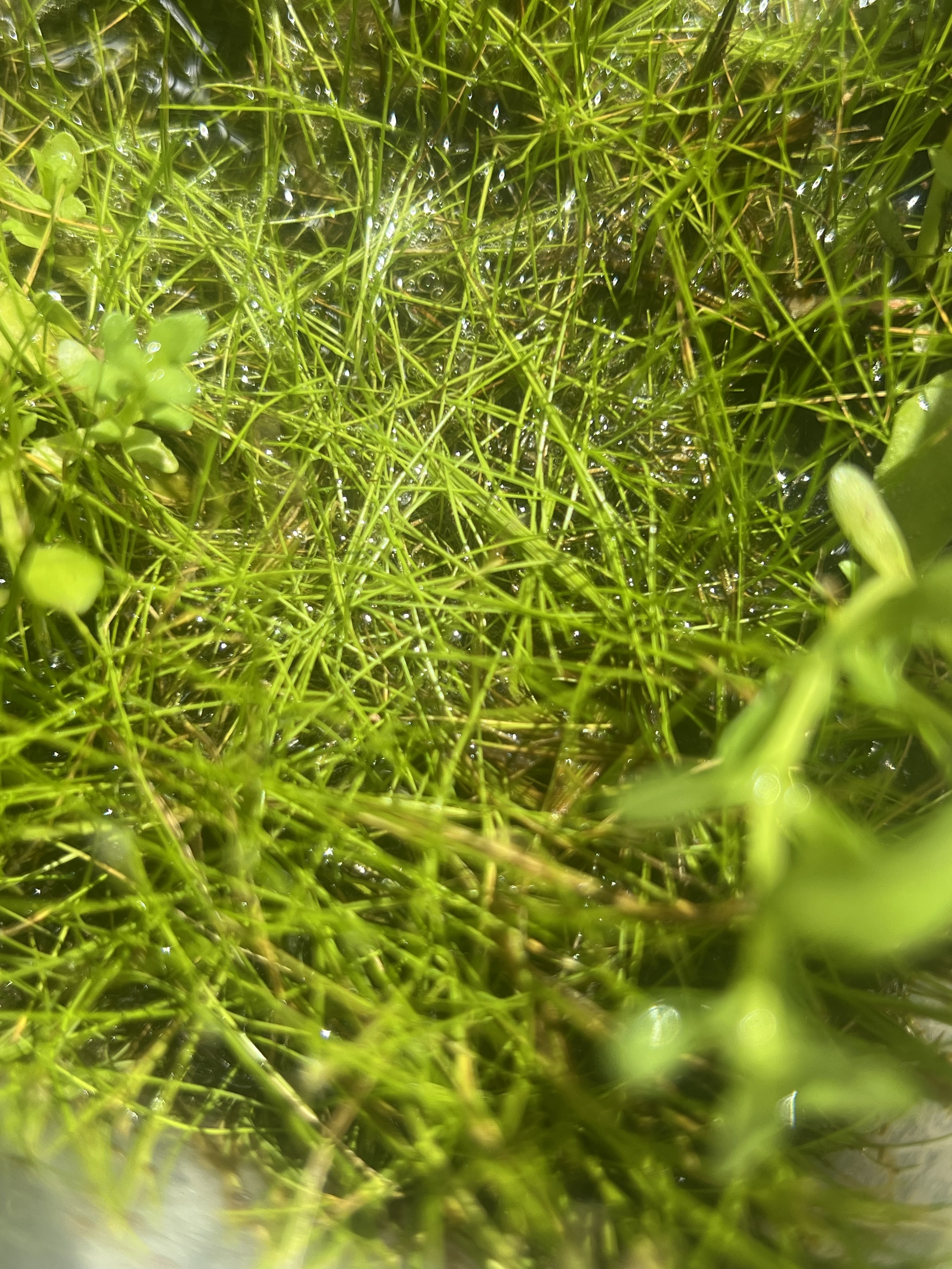 Dwarf Hairgrass