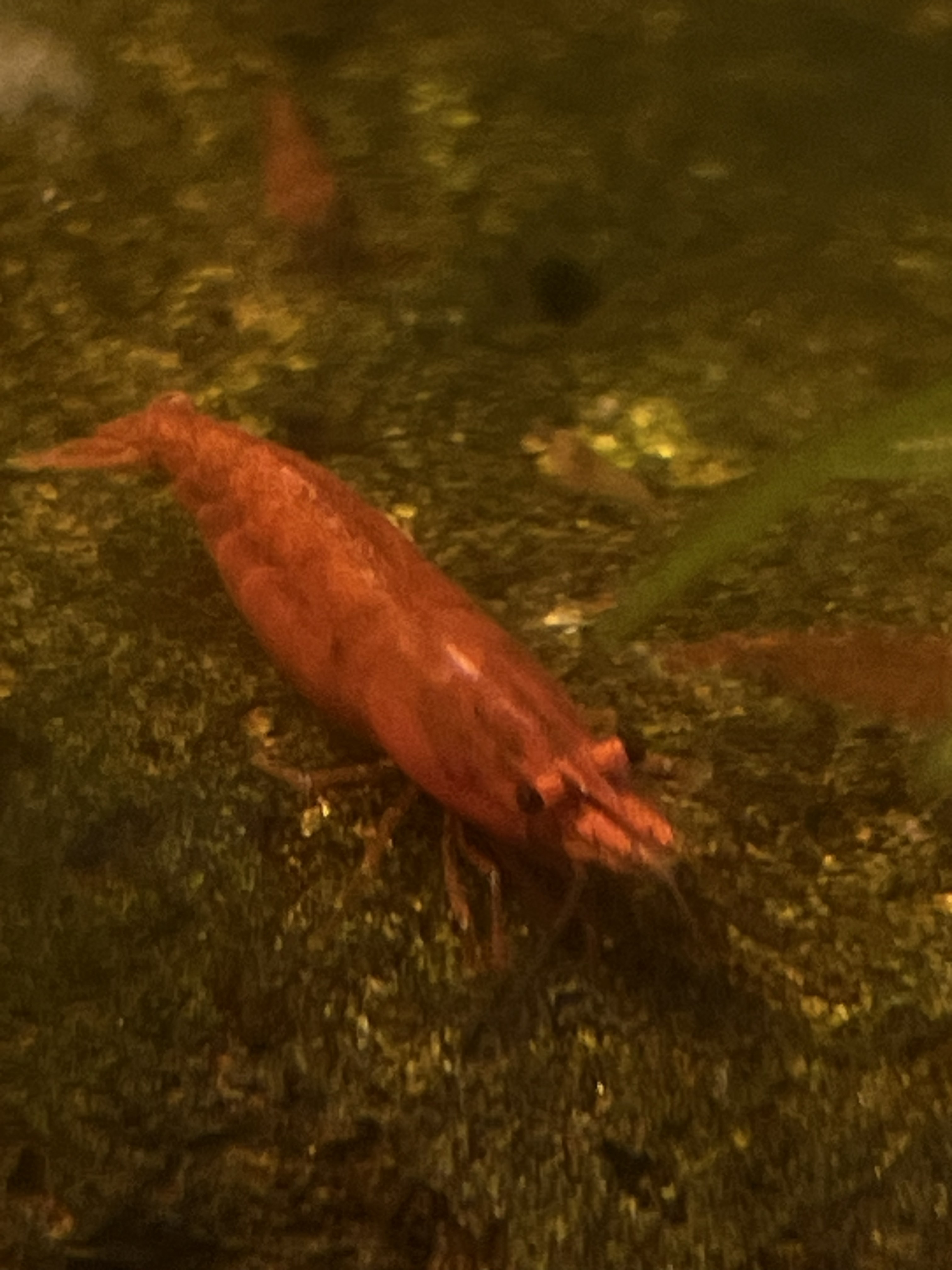 Fire Red Cherry Shrimp