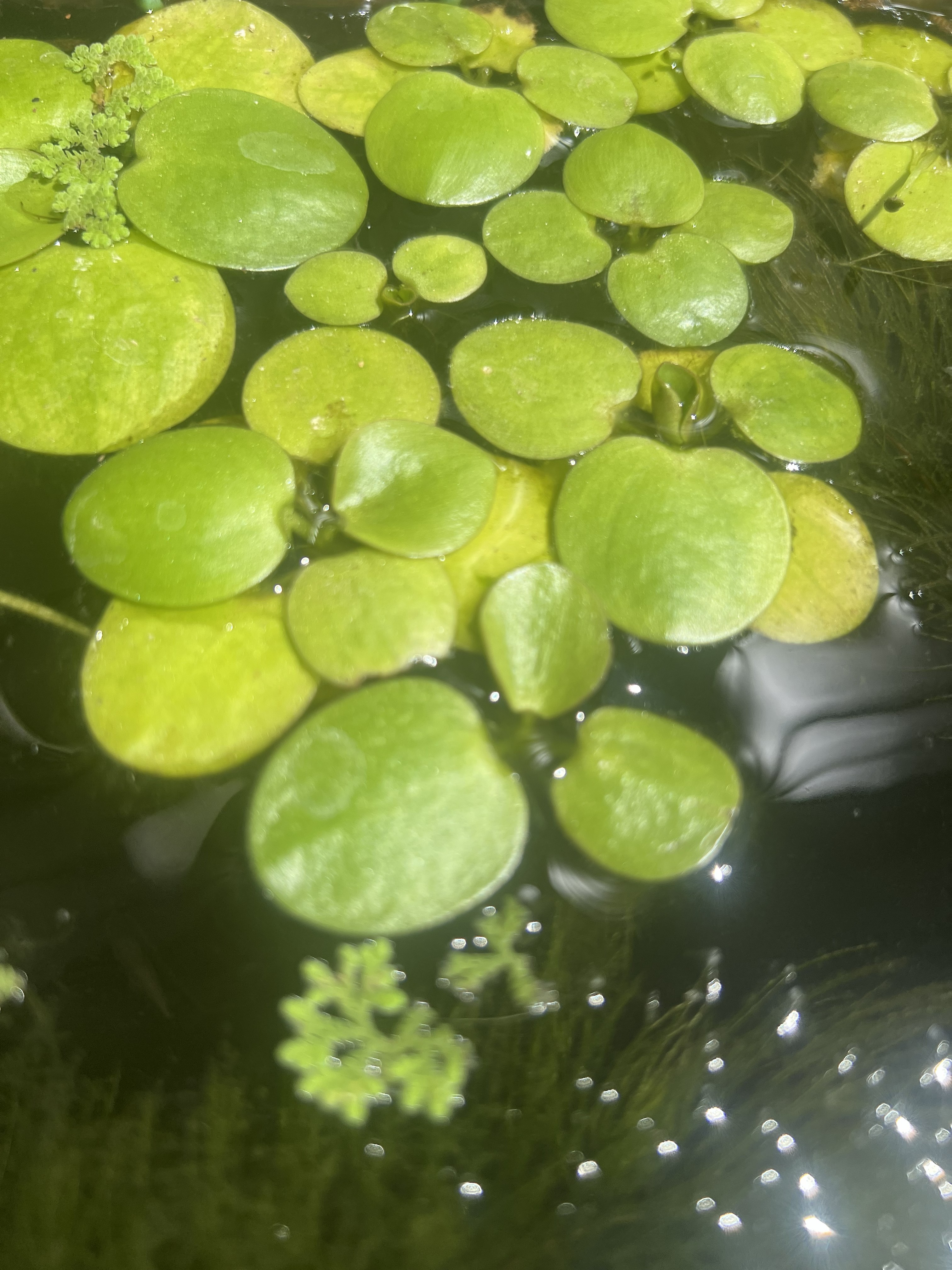 Frogbit
