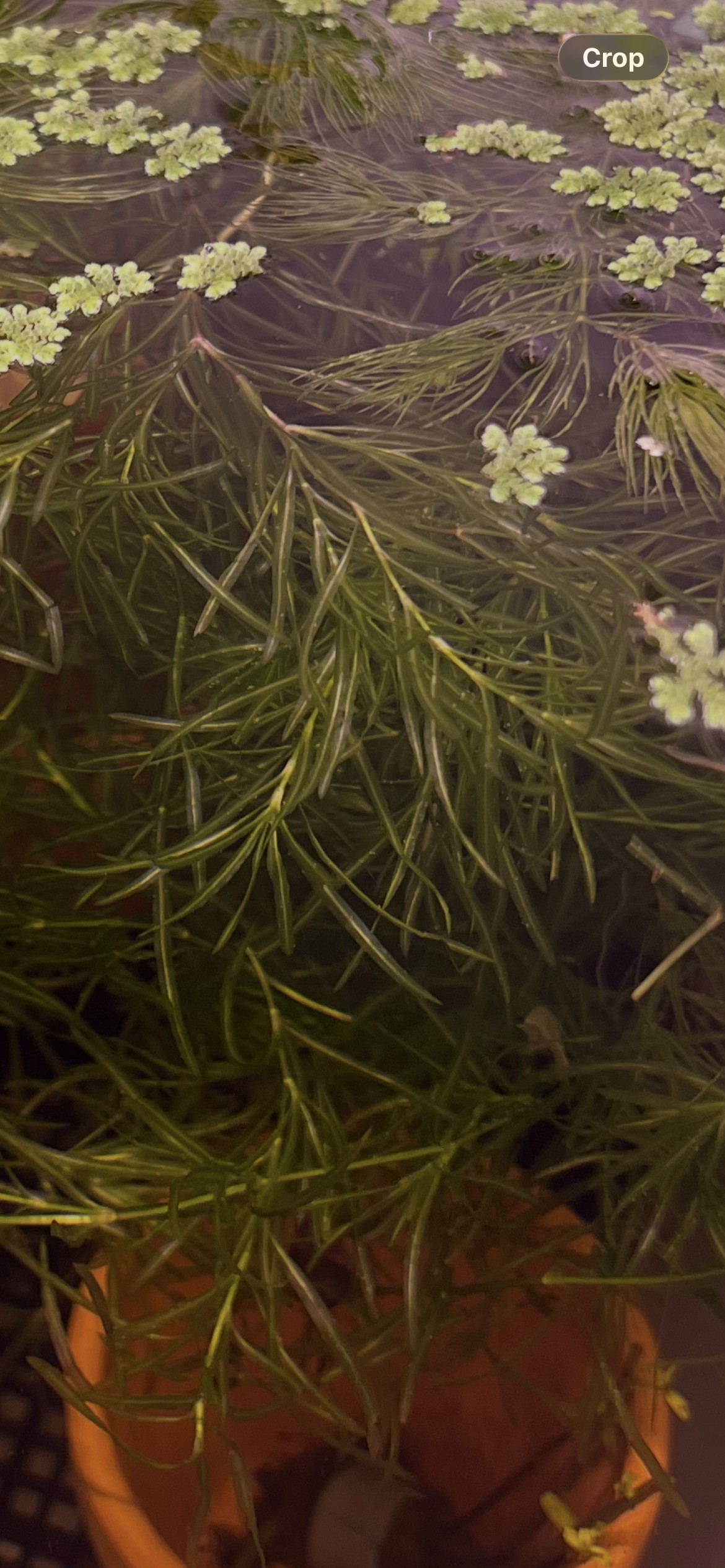 Guppy Grass