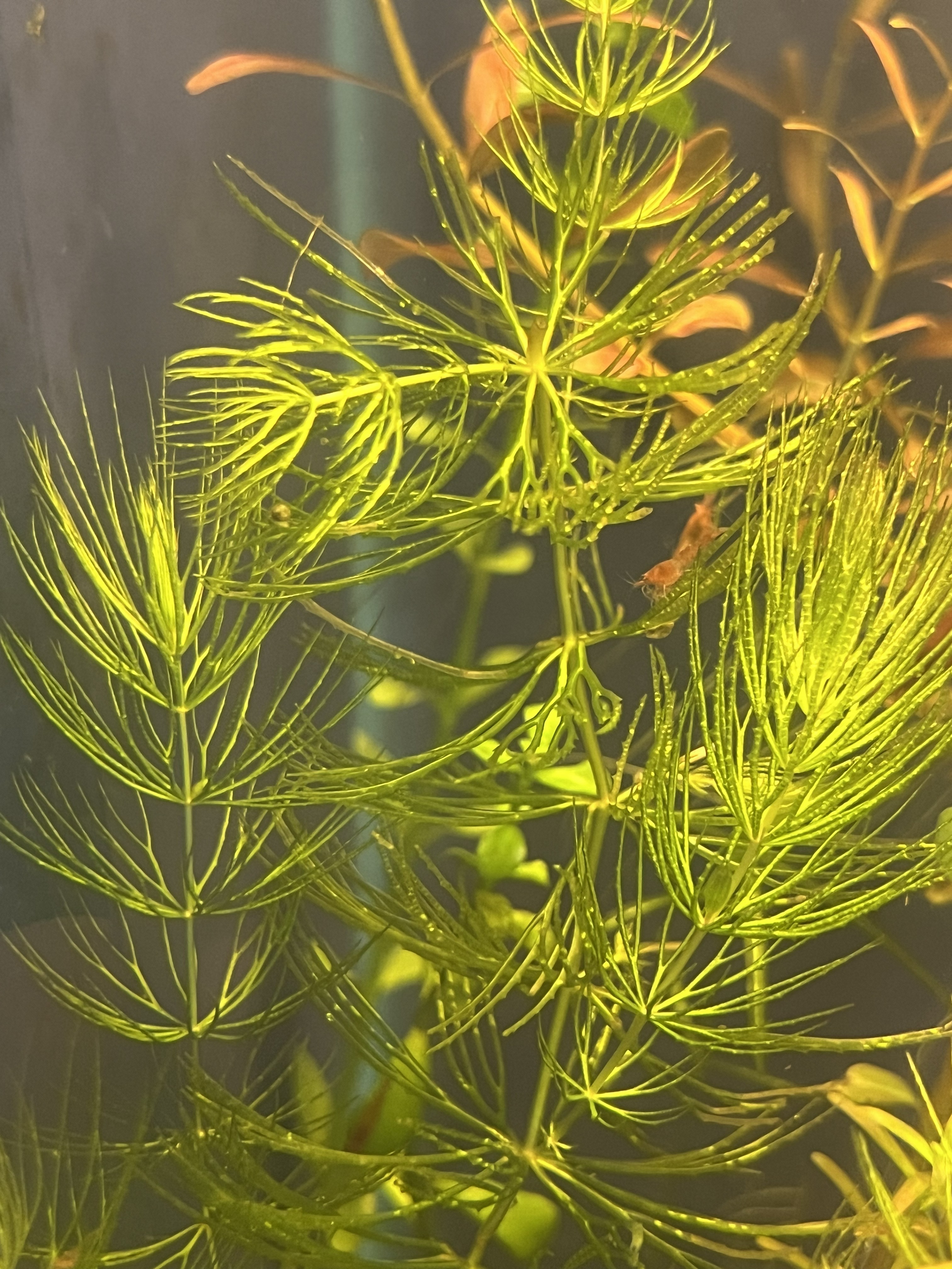 Hornwort