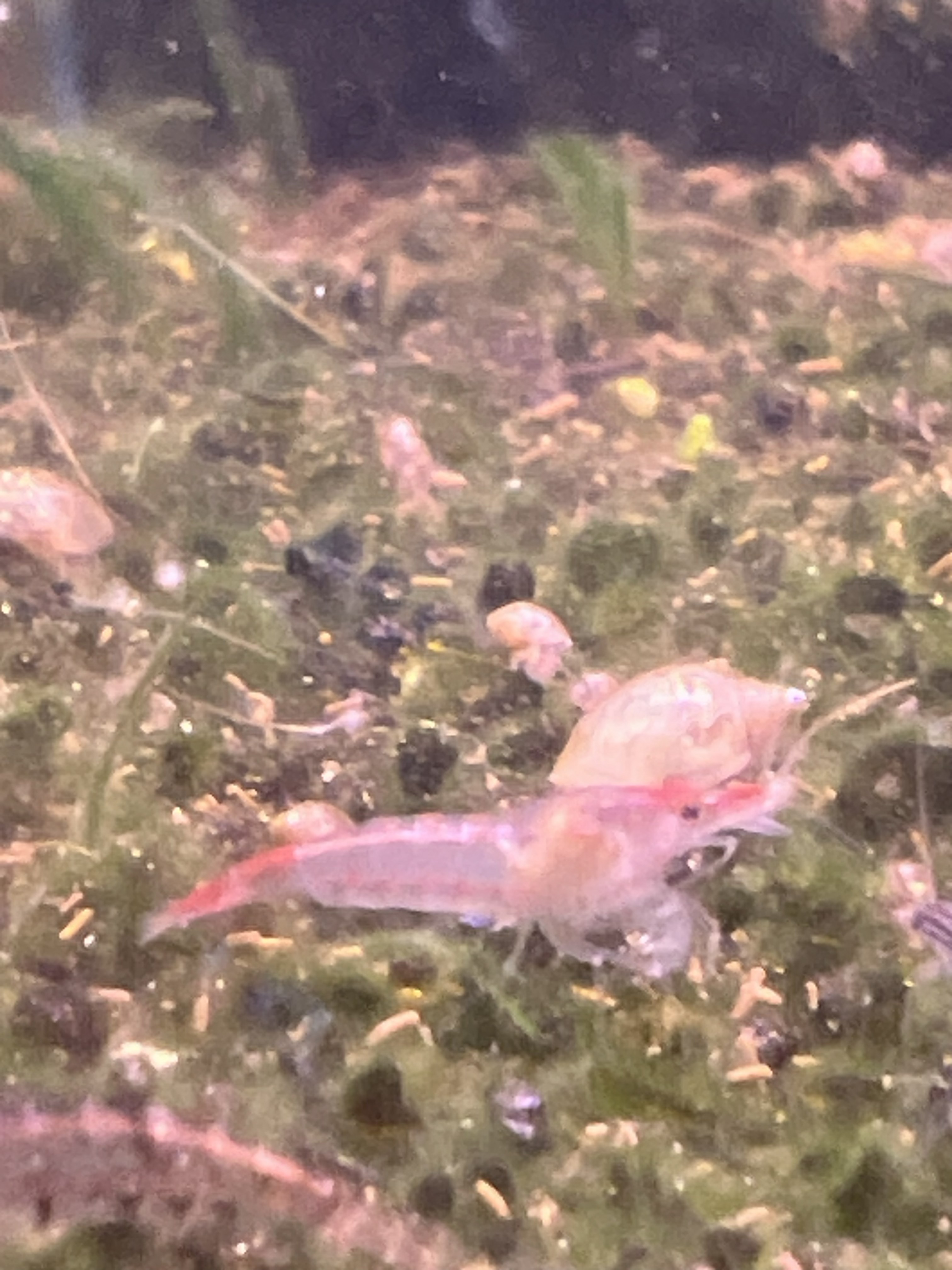 Red Rili Cherry Shrimp