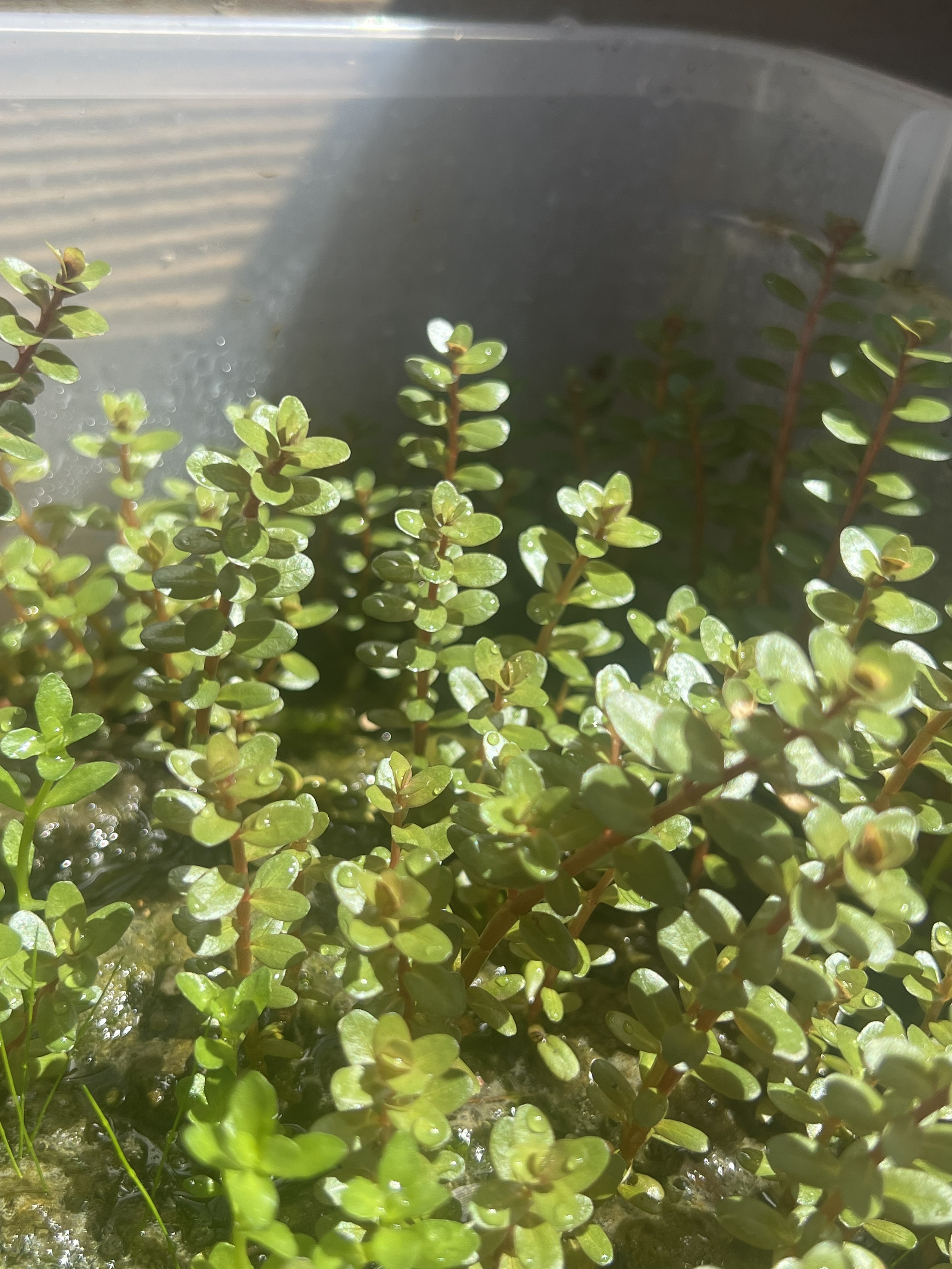 Rotala Hra