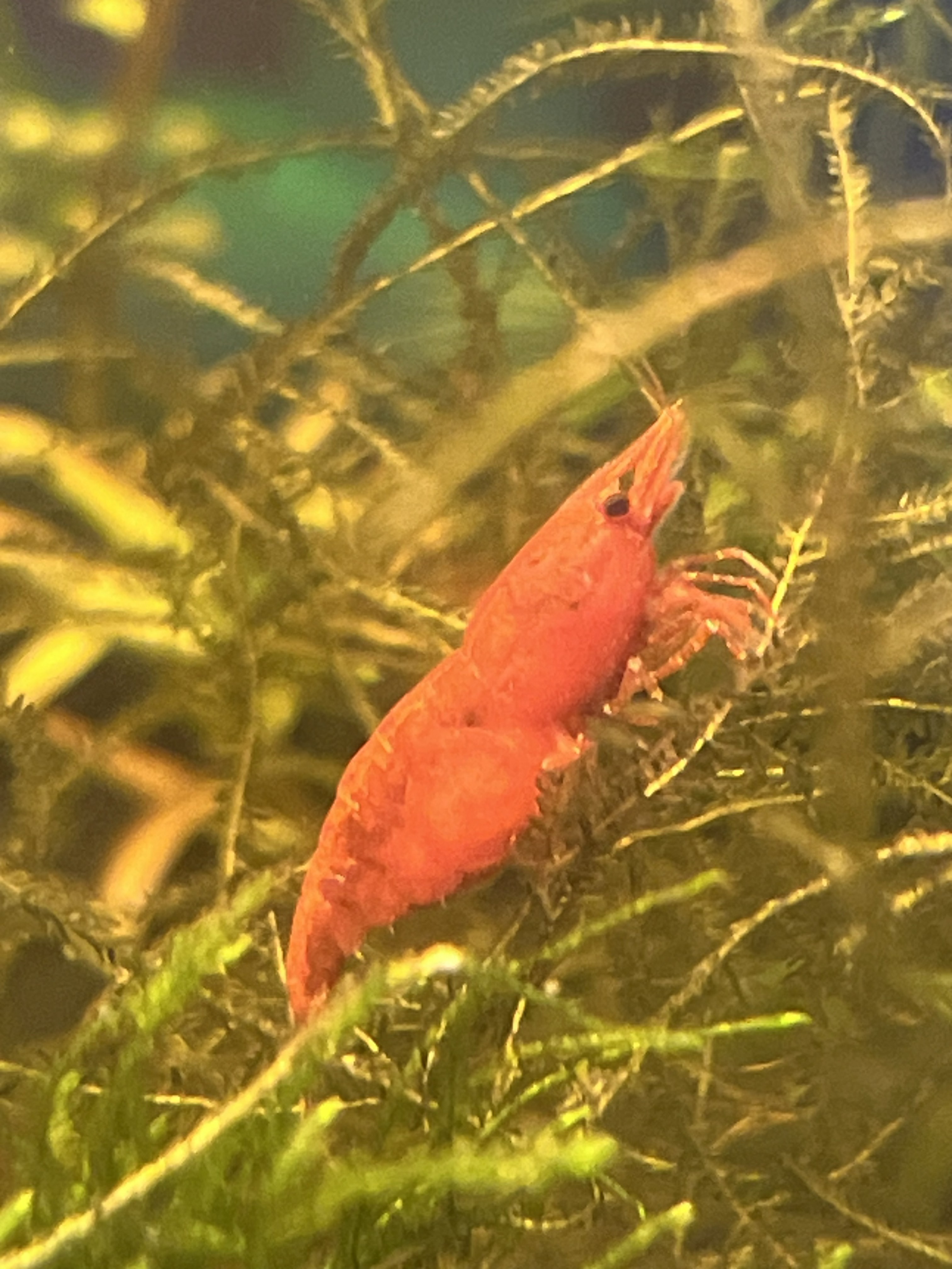 Sakura Red Cherry Shrimp