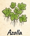 Azolla