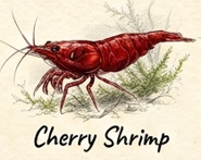 Basic Cherry Shrimp