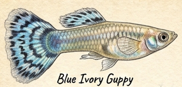 Blue Ivory Guppies