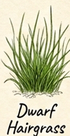 Dwarf Hairgrass