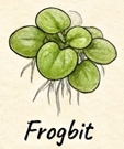 Frogbit