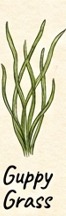 Guppy Grass