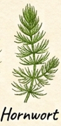 Hornwort