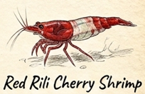 Red Rili Cherry Shrimp