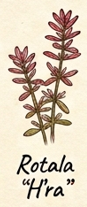 Rotala Hra
