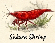 Sakura Red Cherry Shrimp