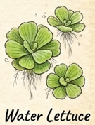 Water Lettuce