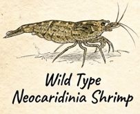 Wild Type Neocaridina