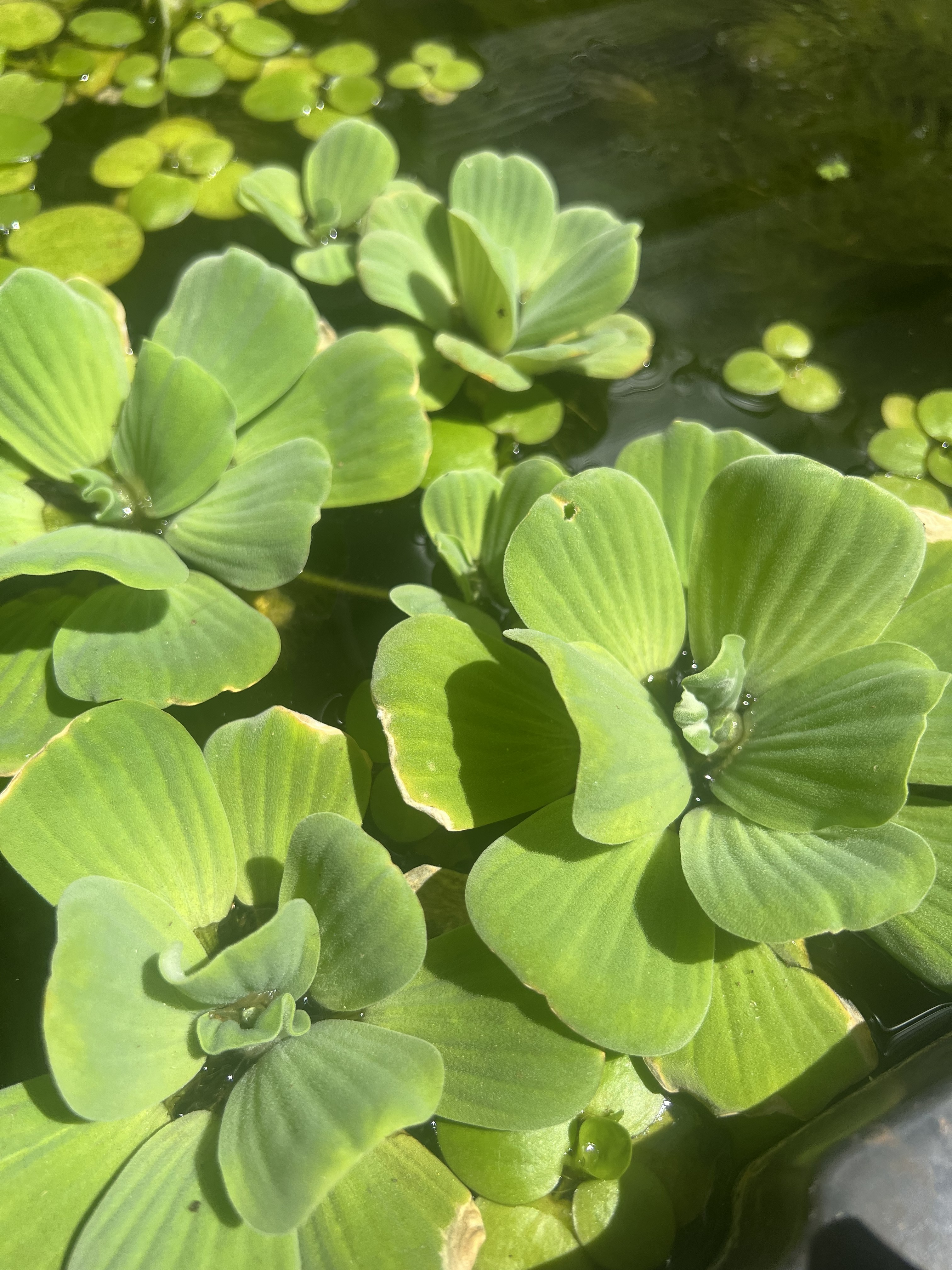 Water Lettuce